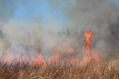Saint Louis, Missouri 'de kontrollü bir yanma yakıt birikiminin sınırlı olmasını sağlar. Bu da, orman ve çayırlarda şiddetli yangınların çıkmasını önlüyor. Koruma Yönetimi.