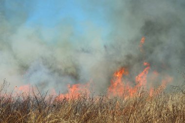 Saint Louis, Missouri 'de kontrollü bir yanma yakıt birikiminin sınırlı olmasını sağlar. Bu da, orman ve çayırlarda şiddetli yangınların çıkmasını önlüyor. Koruma Yönetimi.