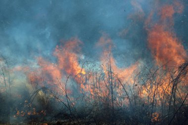 Saint Louis, Missouri 'de kontrollü bir yanma yakıt birikiminin sınırlı olmasını sağlar. Bu da, orman ve çayırlarda şiddetli yangınların çıkmasını önlüyor. Koruma Yönetimi.