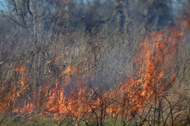 Saint Louis, Missouri 'de kontrollü bir yanma yakıt birikiminin sınırlı olmasını sağlar. Bu da, orman ve çayırlarda şiddetli yangınların çıkmasını önlüyor. Koruma Yönetimi.