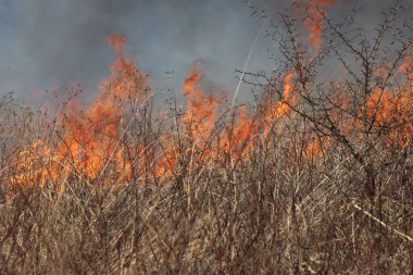 Saint Louis, Missouri 'de kontrollü bir yanma yakıt birikiminin sınırlı olmasını sağlar. Bu da, orman ve çayırlarda şiddetli yangınların çıkmasını önlüyor. Koruma Yönetimi.