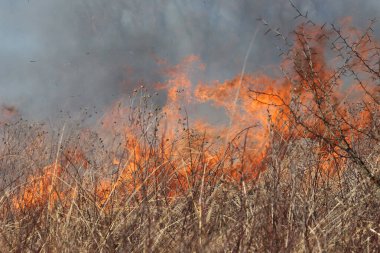 Saint Louis, Missouri 'de kontrollü bir yanma yakıt birikiminin sınırlı olmasını sağlar. Bu da, orman ve çayırlarda şiddetli yangınların çıkmasını önlüyor. Koruma Yönetimi.