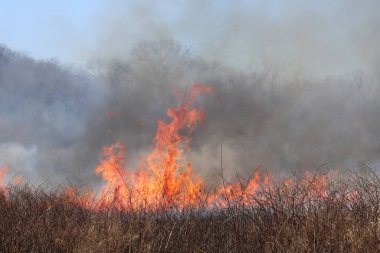 Saint Louis, Missouri 'de kontrollü bir yanma yakıt birikiminin sınırlı olmasını sağlar. Bu da, orman ve çayırlarda şiddetli yangınların çıkmasını önlüyor. Koruma Yönetimi.