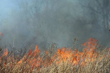 Saint Louis, Missouri 'de kontrollü bir yanma yakıt birikiminin sınırlı olmasını sağlar. Bu da, orman ve çayırlarda şiddetli yangınların çıkmasını önlüyor. Koruma Yönetimi.