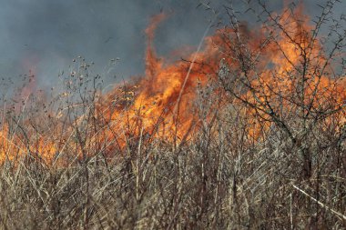 Saint Louis, Missouri 'de kontrollü bir yanma yakıt birikiminin sınırlı olmasını sağlar. Bu da, orman ve çayırlarda şiddetli yangınların çıkmasını önlüyor. Koruma Yönetimi.