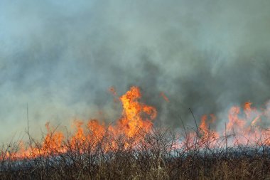 Saint Louis, Missouri 'de kontrollü bir yanma yakıt birikiminin sınırlı olmasını sağlar. Bu da, orman ve çayırlarda şiddetli yangınların çıkmasını önlüyor. Koruma Yönetimi.