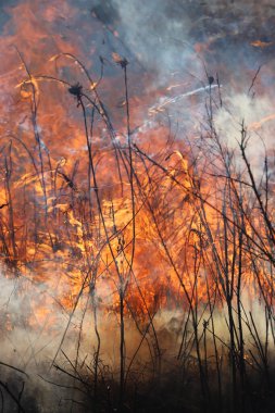 Saint Louis, Missouri 'de kontrollü bir yanma yakıt birikiminin sınırlı olmasını sağlar. Bu da, orman ve çayırlarda şiddetli yangınların çıkmasını önlüyor. Koruma Yönetimi.