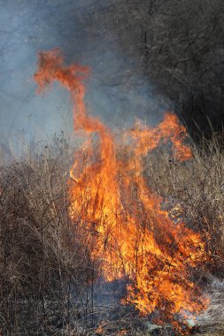 Saint Louis, Missouri 'de kontrollü bir yanma yakıt birikiminin sınırlı olmasını sağlar. Bu da, orman ve çayırlarda şiddetli yangınların çıkmasını önlüyor. Koruma Yönetimi.
