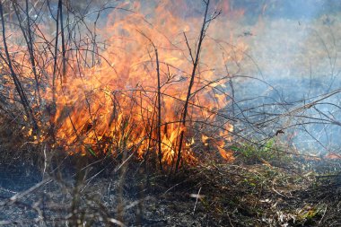 Saint Louis, Missouri 'de kontrollü bir yanma yakıt birikiminin sınırlı olmasını sağlar. Bu da, orman ve çayırlarda şiddetli yangınların çıkmasını önlüyor. Koruma Yönetimi.