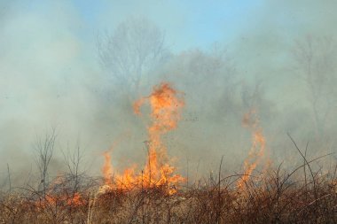 Saint Louis, Missouri 'de kontrollü bir yanma yakıt birikiminin sınırlı olmasını sağlar. Bu da, orman ve çayırlarda şiddetli yangınların çıkmasını önlüyor. Koruma Yönetimi.