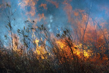 Saint Louis, Missouri 'de kontrollü bir yanma yakıt birikiminin sınırlı olmasını sağlar. Bu da, orman ve çayırlarda şiddetli yangınların çıkmasını önlüyor. Koruma Yönetimi.