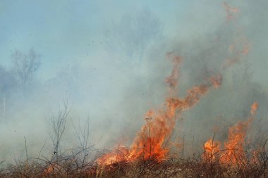 Saint Louis, Missouri 'de kontrollü bir yanma yakıt birikiminin sınırlı olmasını sağlar. Bu da, orman ve çayırlarda şiddetli yangınların çıkmasını önlüyor. Koruma Yönetimi.