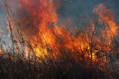 Saint Louis, Missouri 'de kontrollü bir yanma yakıt birikiminin sınırlı olmasını sağlar. Bu da, orman ve çayırlarda şiddetli yangınların çıkmasını önlüyor. Koruma Yönetimi.