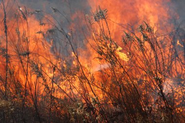 Saint Louis, Missouri 'de kontrollü bir yanma yakıt birikiminin sınırlı olmasını sağlar. Bu da, orman ve çayırlarda şiddetli yangınların çıkmasını önlüyor. Koruma Yönetimi.