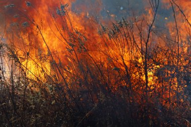 Saint Louis, Missouri 'de kontrollü bir yanma yakıt birikiminin sınırlı olmasını sağlar. Bu da, orman ve çayırlarda şiddetli yangınların çıkmasını önlüyor. Koruma Yönetimi.