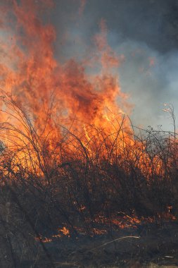 Saint Louis, Missouri 'de kontrollü bir yanma yakıt birikiminin sınırlı olmasını sağlar. Bu da, orman ve çayırlarda şiddetli yangınların çıkmasını önlüyor. Koruma Yönetimi.