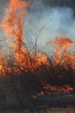 Saint Louis, Missouri 'de kontrollü bir yanma yakıt birikiminin sınırlı olmasını sağlar. Bu da, orman ve çayırlarda şiddetli yangınların çıkmasını önlüyor. Koruma Yönetimi.
