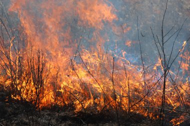 Saint Louis, Missouri 'de kontrollü bir yanma yakıt birikiminin sınırlı olmasını sağlar. Bu da, orman ve çayırlarda şiddetli yangınların çıkmasını önlüyor. Koruma Yönetimi.