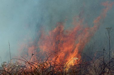 Saint Louis, Missouri 'de kontrollü bir yanma yakıt birikiminin sınırlı olmasını sağlar. Bu da, orman ve çayırlarda şiddetli yangınların çıkmasını önlüyor. Koruma Yönetimi.