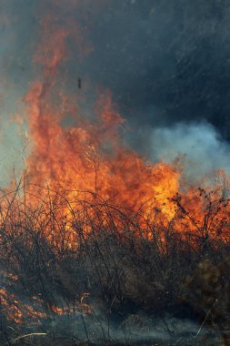 Saint Louis, Missouri 'de kontrollü bir yanma yakıt birikiminin sınırlı olmasını sağlar. Bu da, orman ve çayırlarda şiddetli yangınların çıkmasını önlüyor. Koruma Yönetimi.
