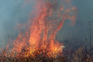 Saint Louis, Missouri 'de kontrollü bir yanma yakıt birikiminin sınırlı olmasını sağlar. Bu da, orman ve çayırlarda şiddetli yangınların çıkmasını önlüyor. Koruma Yönetimi.