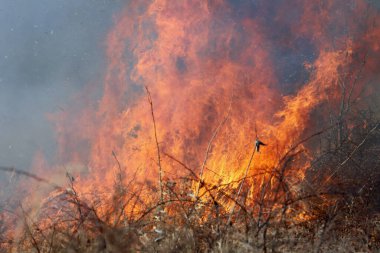 Saint Louis, Missouri 'de kontrollü bir yanma yakıt birikiminin sınırlı olmasını sağlar. Bu da, orman ve çayırlarda şiddetli yangınların çıkmasını önlüyor. Koruma Yönetimi.