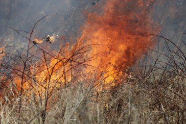 Saint Louis, Missouri 'de kontrollü bir yanma yakıt birikiminin sınırlı olmasını sağlar. Bu da, orman ve çayırlarda şiddetli yangınların çıkmasını önlüyor. Koruma Yönetimi.