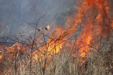 Saint Louis, Missouri 'de kontrollü bir yanma yakıt birikiminin sınırlı olmasını sağlar. Bu da, orman ve çayırlarda şiddetli yangınların çıkmasını önlüyor. Koruma Yönetimi.