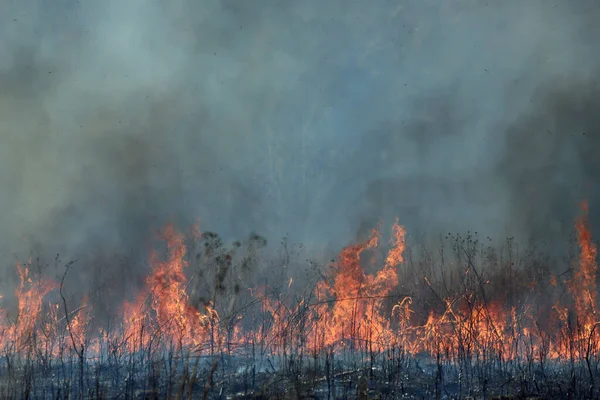 Saint Louis, Missouri 'de kontrollü bir yanma yakıt birikiminin sınırlı olmasını sağlar. Bu da, orman ve çayırlarda şiddetli yangınların çıkmasını önlüyor. Koruma Yönetimi.