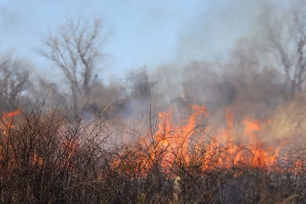 Saint Louis, Missouri 'de kontrollü bir yanma yakıt birikiminin sınırlı olmasını sağlar. Bu da, orman ve çayırlarda şiddetli yangınların çıkmasını önlüyor. Koruma Yönetimi.