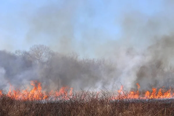 Saint Louis, Missouri 'de kontrollü bir yanma yakıt birikiminin sınırlı olmasını sağlar. Bu da, orman ve çayırlarda şiddetli yangınların çıkmasını önlüyor. Koruma Yönetimi.