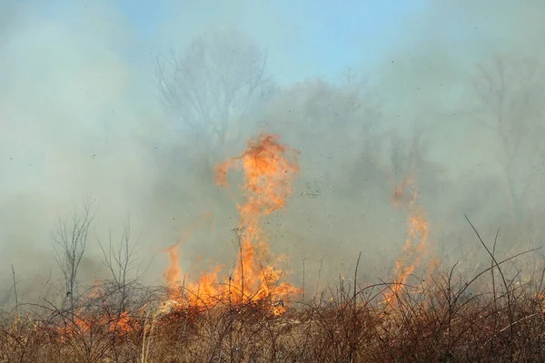 Saint Louis, Missouri 'de kontrollü bir yanma yakıt birikiminin sınırlı olmasını sağlar. Bu da, orman ve çayırlarda şiddetli yangınların çıkmasını önlüyor. Koruma Yönetimi.