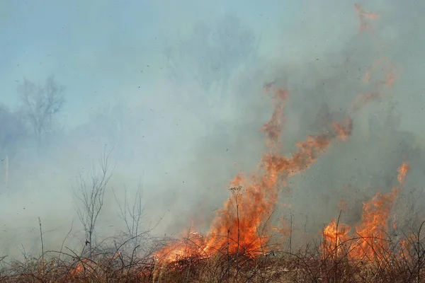 Saint Louis, Missouri 'de kontrollü bir yanma yakıt birikiminin sınırlı olmasını sağlar. Bu da, orman ve çayırlarda şiddetli yangınların çıkmasını önlüyor. Koruma Yönetimi.