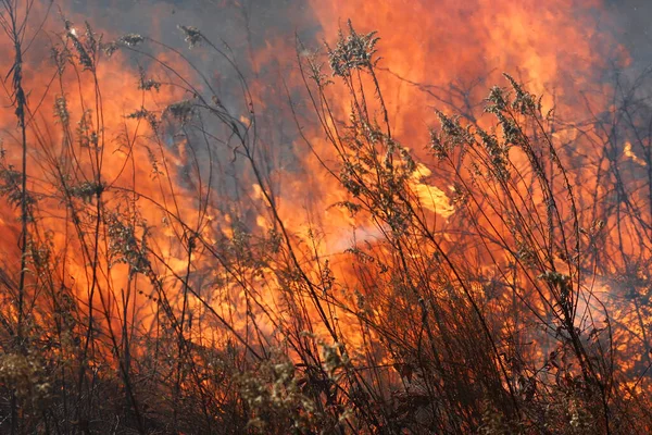 Saint Louis, Missouri 'de kontrollü bir yanma yakıt birikiminin sınırlı olmasını sağlar. Bu da, orman ve çayırlarda şiddetli yangınların çıkmasını önlüyor. Koruma Yönetimi.