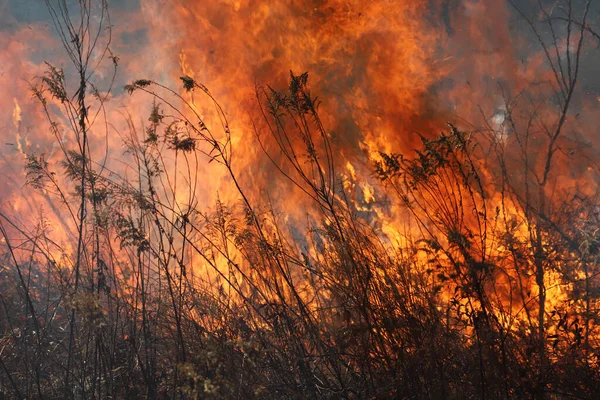 Saint Louis, Missouri 'de kontrollü bir yanma yakıt birikiminin sınırlı olmasını sağlar. Bu da, orman ve çayırlarda şiddetli yangınların çıkmasını önlüyor. Koruma Yönetimi.