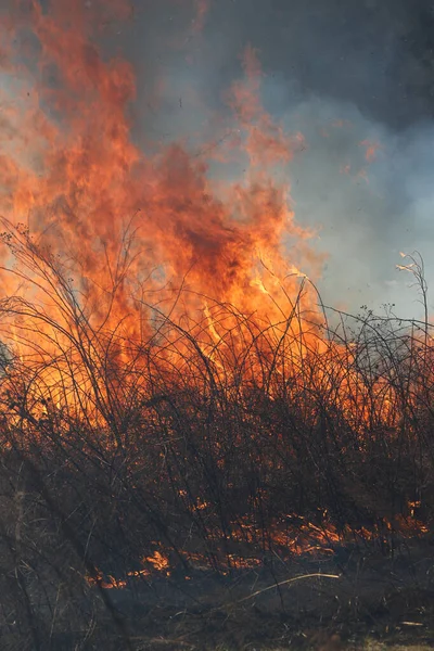Saint Louis, Missouri 'de kontrollü bir yanma yakıt birikiminin sınırlı olmasını sağlar. Bu da, orman ve çayırlarda şiddetli yangınların çıkmasını önlüyor. Koruma Yönetimi.