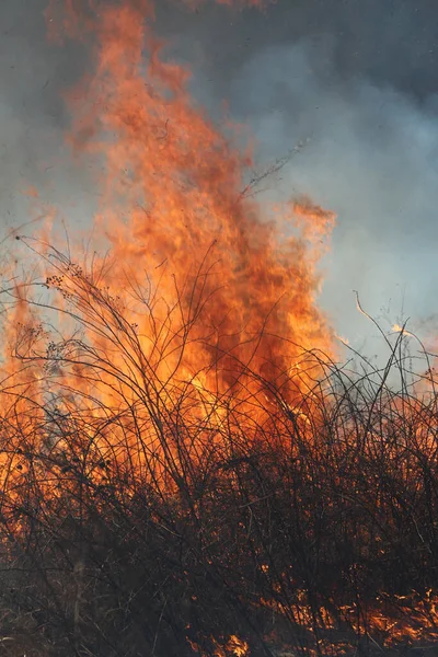 Saint Louis, Missouri 'de kontrollü bir yanma yakıt birikiminin sınırlı olmasını sağlar. Bu da, orman ve çayırlarda şiddetli yangınların çıkmasını önlüyor. Koruma Yönetimi.