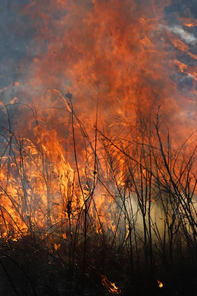 Saint Louis, Missouri 'de kontrollü bir yanma yakıt birikiminin sınırlı olmasını sağlar. Bu da, orman ve çayırlarda şiddetli yangınların çıkmasını önlüyor. Koruma Yönetimi.