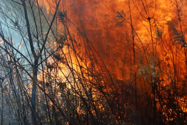Saint Louis, Missouri 'de kontrollü bir yanma yakıt birikiminin sınırlı olmasını sağlar. Bu da, orman ve çayırlarda şiddetli yangınların çıkmasını önlüyor. Koruma Yönetimi.