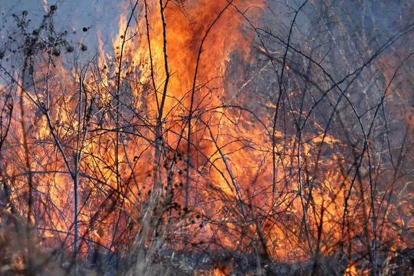 Saint Louis, Missouri 'de kontrollü bir yanma yakıt birikiminin sınırlı olmasını sağlar. Bu da, orman ve çayırlarda şiddetli yangınların çıkmasını önlüyor. Koruma Yönetimi.