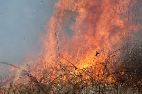 Saint Louis, Missouri 'de kontrollü bir yanma yakıt birikiminin sınırlı olmasını sağlar. Bu da, orman ve çayırlarda şiddetli yangınların çıkmasını önlüyor. Koruma Yönetimi.