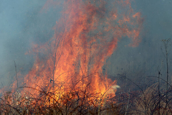 Контролируемый ожог в Сент-Луисе, Миссури, обеспечивает ограниченное накопление топлива. Это, в свою очередь, предотвращает массовые дикие пожары, бушующие в лесах и прериях. Управление охраной природы.