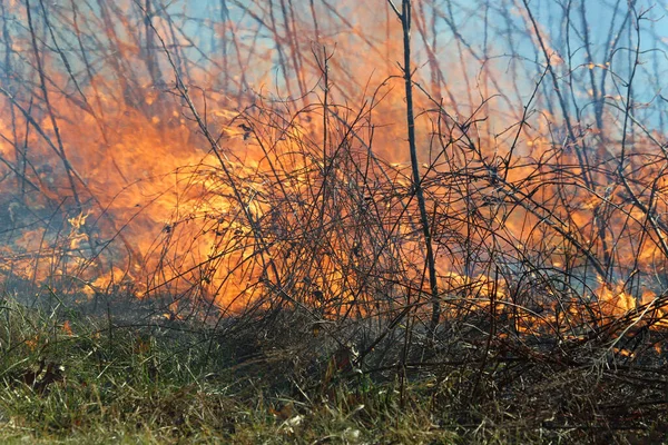 Řízený Požár Saint Louis Missouri Zaručuje Palivo Nahromadí Jen Omezeně Stock Obrázky