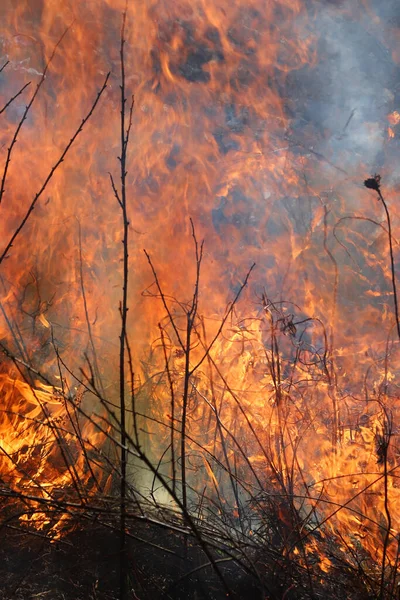 密苏里州圣路易斯的一次有控制的燃烧确保了燃料的积累是有限的 这反过来又防止了大面积的野火在森林和草原上肆虐 养护管理 图库照片
