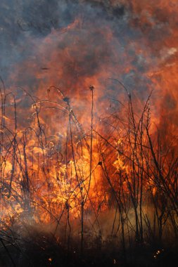 Saint Louis, Missouri 'de kontrollü bir yanma yakıt birikiminin sınırlı olmasını sağlar. Bu da, orman ve çayırlarda şiddetli yangınların çıkmasını önlüyor. Koruma Yönetimi.