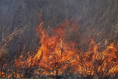 Saint Louis, Missouri 'de kontrollü bir yanma yakıt birikiminin sınırlı olmasını sağlar. Bu da, orman ve çayırlarda şiddetli yangınların çıkmasını önlüyor. Koruma Yönetimi.