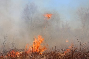 Saint Louis, Missouri 'de kontrollü bir yanma yakıt birikiminin sınırlı olmasını sağlar. Bu da, orman ve çayırlarda şiddetli yangınların çıkmasını önlüyor. Koruma Yönetimi.