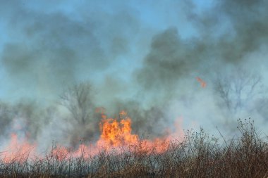 Saint Louis, Missouri 'de kontrollü bir yanma yakıt birikiminin sınırlı olmasını sağlar. Bu da, orman ve çayırlarda şiddetli yangınların çıkmasını önlüyor. Koruma Yönetimi.