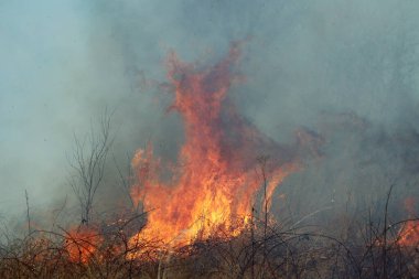 Saint Louis, Missouri 'de kontrollü bir yanma yakıt birikiminin sınırlı olmasını sağlar. Bu da, orman ve çayırlarda şiddetli yangınların çıkmasını önlüyor. Koruma Yönetimi.