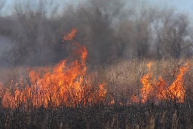 Saint Louis, Missouri 'de kontrollü bir yanma yakıt birikiminin sınırlı olmasını sağlar. Bu da, orman ve çayırlarda şiddetli yangınların çıkmasını önlüyor. Koruma Yönetimi.